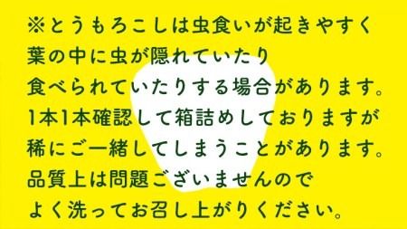 【先行予約 2026年6月下旬以降発送 】【 令和8年産 】【数量限定】朝採り 白い とうもろこし ピュアホワイト 約3.5kg トウモロコシ 期間限定 甘い 生食 [AX059ya]