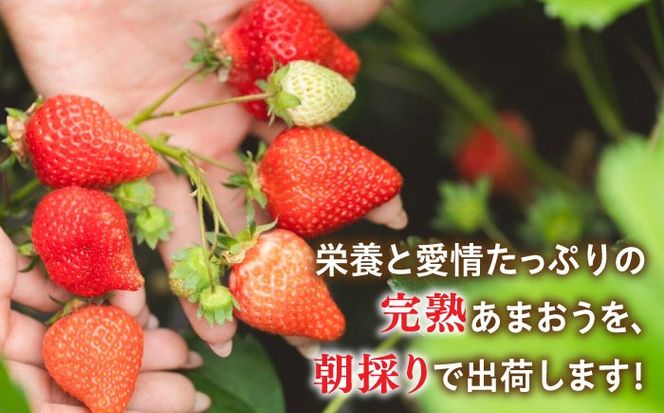 【先行受付】農家直送！ 糸島産 完熟あまおう 280g×4パック (S-Gサイズ) 【2026年3月以降順次発送】 糸島市 / 小河農園 フルーツ いちご 苺[AJN004]