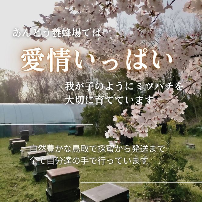 天然はちみつ　アカシア　600g×3本  蜂蜜 ハチミツ ハチ蜜 鳥取県産◇日本全国配送可能  お申し込みから14日以内に発送