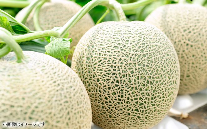レノンメロン 2玉 4L以上（合計4kg以上）メロン 赤肉メロン 果物 果実 くだもの フルーツ 熊本県 八代市