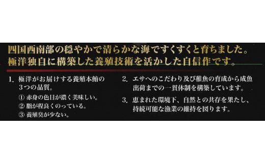 養殖生本鮪大トロ・中トロ・赤身セット（約1ｋｇ） 発送期間: 1月10日～12月20日