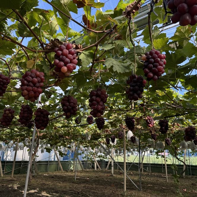 ぶどう 2026年 先行予約 話題の品種 富士の輝 1房詰め 特秀ランク 800g以上 特秀 葡萄 岡山県産 国産 フルーツ 果物 ギフト 【 Nini farm 農家 直送 】