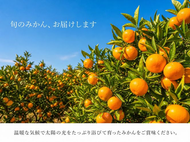 和歌山有田みかん10kg【訳ありご家庭用】2S〜2Lサイズ混合【11月下旬～12月下旬頃発送予定】【uot871】