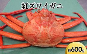 紅ズワイガニ約600g【棚辺水産】※2025年9月中旬～2026年3月下旬頃に順次発送予定　※離島への配送不可