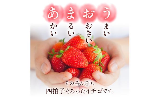 苺 福岡県産 あまおう 1500g（6パック） 先行予約 発送予定：2027年1月より順次発送 いちご イチゴ 果物 ※配送不可:離島