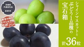 「粒々ぶどう36粒」 シャインマスカット と ぶどう1品種の宝石箱【2026年8月より発送開始】（茨城県共通返礼品 [ぶどう]：結城市産）  ぶどう ブドウ 葡萄 果物 フルーツ 茨城県産 [BI443-NT]