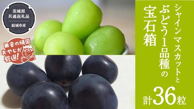 「粒々ぶどう36粒」 シャインマスカット と ぶどう1品種の宝石箱【2026年8月より発送開始】（茨城県共通返礼品 [ぶどう]：結城市産）  ぶどう ブドウ 葡萄 果物 フルーツ 茨城県産 [BI443-NT]