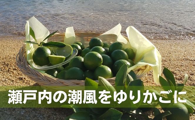 【 小豆島 】 瀬戸内産 豊島ライム 約2kg 柑橘 爽やか 豊島 瀬戸内 香川 香川県 土庄 土庄町