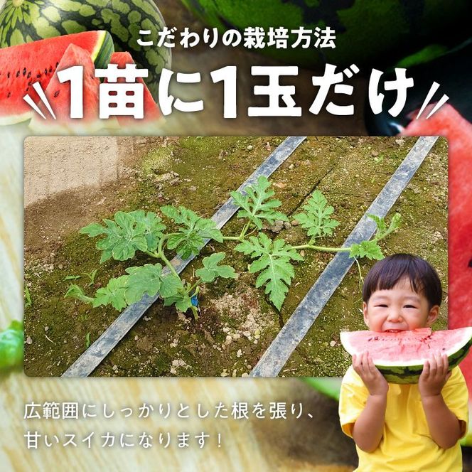 スイカ1玉(約8kg級) N0195-YA3403