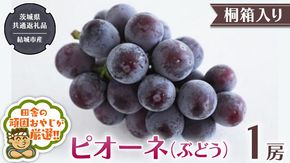 【 桐箱入り 】ピオーネ（ ぶどう ） 1房 【2026年8月から発送開始】（茨城県共通返礼品 [ぶどう]：結城市産）  ぶどう ピオーネ 果物 フルーツ 季節 旬 [BI393-NT]