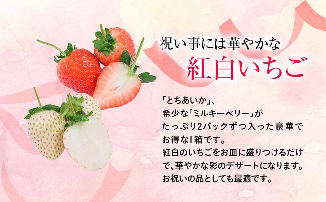 【先行予約】いちご おめでた紅白2種いちご 4パック ※2026年12月～発送