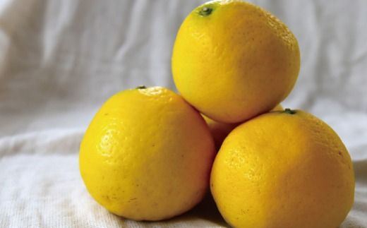 小夏 約 5kg 18～30個 高知県産 四万十市産 贈答用 ギフト 【 早期受付 数量限定 】先行 予約 ハウス栽培 こなつ コナツ 柑橘 フルーツ 果物 高知県 高知 四万十市 四万十 しまんと 【 2026年5月下旬～6月下旬発送】25-1063