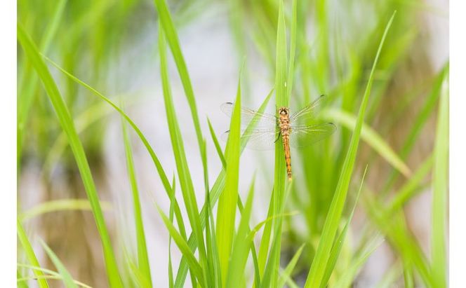 江戸伝承絶品米４Kg（２kg×２） お米 コメ 