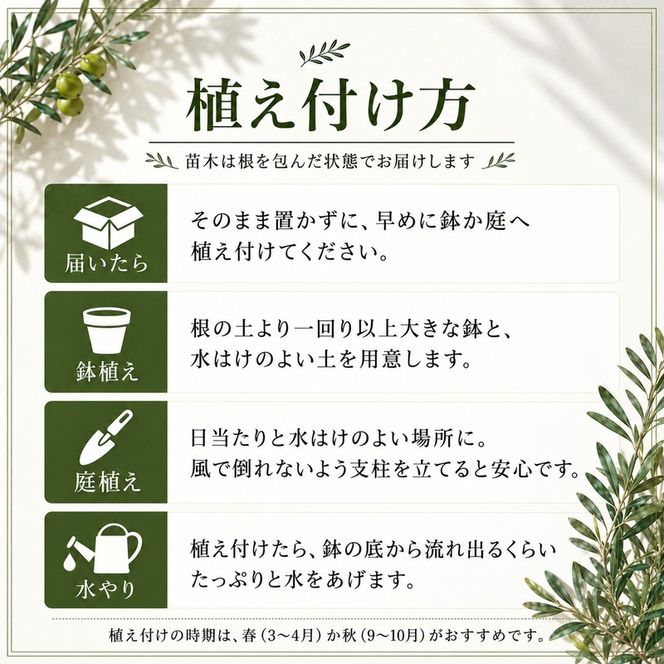 オリーブ 苗木 オリーブの木 2本 セット 高さ45cm前後 小豆島産 小豆島 2品種 異なる品種 受粉 実がなる 果樹 観葉植物 シンボルツリー 庭木 植木 鉢植え 地植え ガーデニング インテリア 記念樹 新築祝い 引越し祝い 贈り物 ギフト 香川県 土庄町
