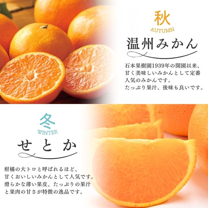 みかん 【全4回】 柑橘 定期便 石本果樹園 旬の柑橘を春夏秋冬でお届け！ / フルーツ 果物 くだもの 柑橘 フルーツ定期便 くだもの定期便 定期便 みかん ミカン 温州みかん せとか カラマンダリン ジュース 産地直送 旬 人気 おすすめ 三重県 紀宝町 【tkb508】