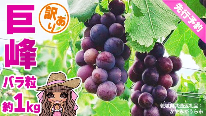 【 先行予約 】【 訳あり 】 バラ粒 甘くてジューシーな旬の天使の 巨峰 約 1kg （ 茨城県共通返礼品： かすみがうら市 ） 【 2026年8月頃発送 】 フルーツ 果物 マスカット ぶどう 葡萄 ブドウ 旬 国産 産地直送 ギフト 贈り物