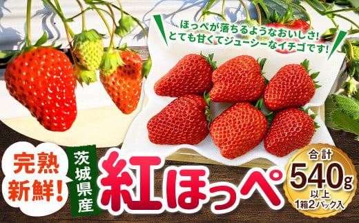紅ほっぺ 1箱 2パック（合計540g以上） ※2026年1月下旬～4月下旬頃に順次発送予定 | いちご 苺 フルーツ 果物 くだもの 果実 完熟 冷蔵 守谷市産 茨城県 守谷市