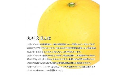 森田さん家の丸神（神谷）文旦（約10kg入り・2Lから5Lサイズ）