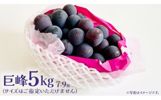 巨峰 5kg (7～9房) 【2026年7月上旬発送開始】(茨城県共通返礼品：大子町) ぶどう 葡萄 ブドウ フルーツ 果物 スイーツ