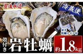 ＜先行予約受付中！2026年6月上旬より順次発送予定＞岩牡蠣 殻付き 大小混合 (約1.8kg) 冷蔵 生食不可 牡蠣 カキ かき 一粒 ひとつぶ 養殖 獲れたて 冷蔵 海の直売所 大分県 佐伯市【AS139】【海べ】