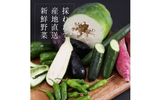 【CF-R7hbk】【先行予約】朝どれ！野菜の詰合せ／芸西村で採れた新鮮な野菜6～8種類をお届けします。