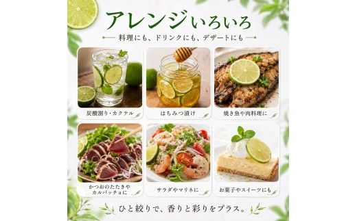訳あり タヒチライム 約1.6kg ライム サイズおまかせ 国産 種なし 柑橘類 かんきつ類 防腐剤不使用 ノーワックス 新鮮 冷蔵 家庭用 果物 くだもの フルーツ 秋 旬 ジュース カクテル ジンライム 料理 アレンジ 爽やか 芸西村 高知県産