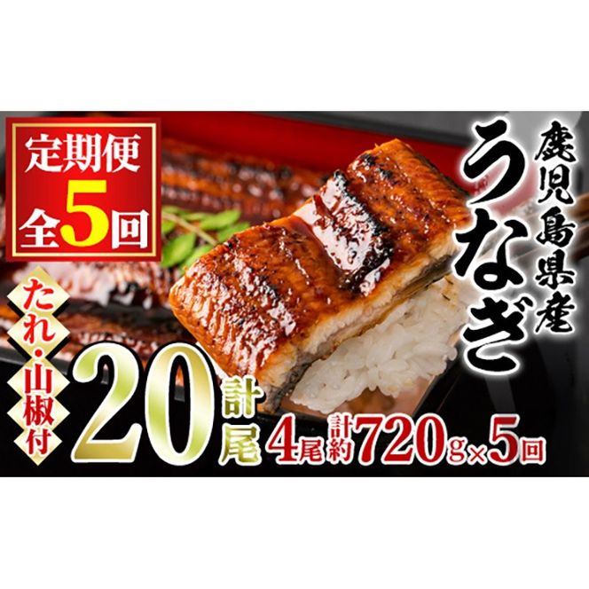 【134043】＜定期便・全5回＞東串良町のうなぎ蒲焼(無頭)(4尾・計約720g・タレ、山椒付×5回)うなぎ 高級 ウナギ 鰻 国産 蒲焼 蒲焼き たれ 鹿児島 ふるさと 人気【アクアおおすみ】