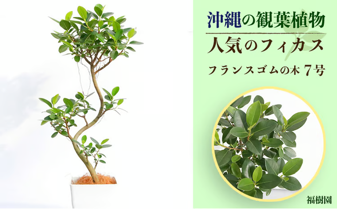 沖縄の観葉植物 人気のフィカス フランスゴム7号　角鉢
