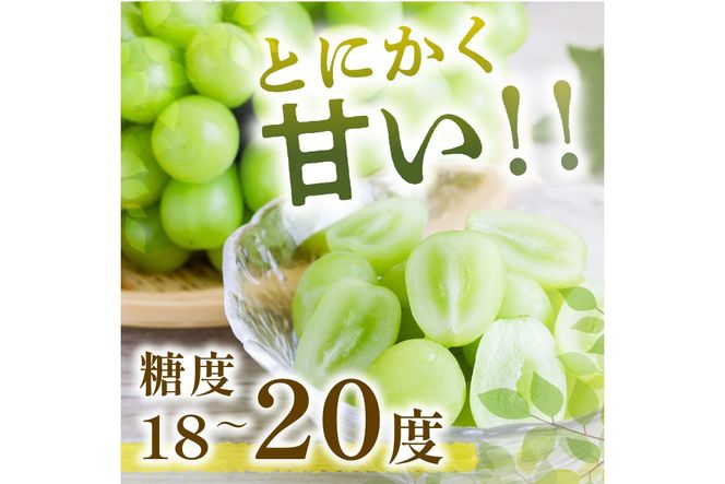 【C-177】シャインマスカット(ぶどう)約2kg＜2026年9月から発送開始分先行予約＞