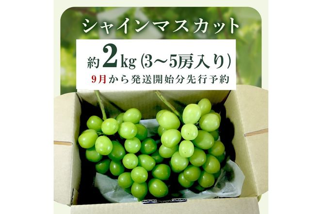 【C-177】シャインマスカット(ぶどう)約2kg＜2026年9月から発送開始分先行予約＞
