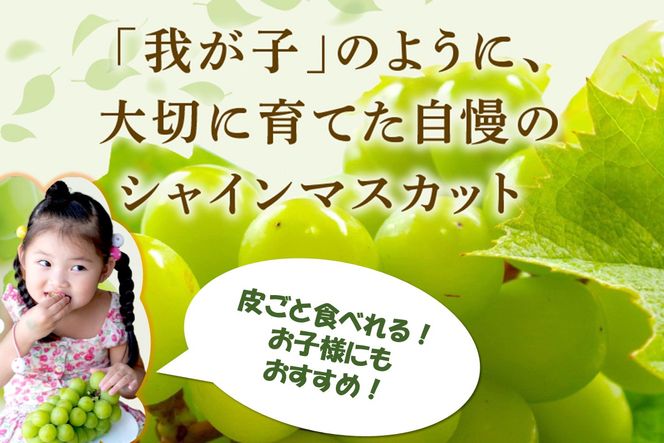 【C-177】シャインマスカット(ぶどう)約2kg＜2026年9月から発送開始分先行予約＞