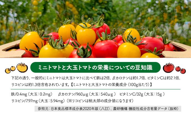 北海道 仁木町産 高糖度 ミニトマトジュース 180ml×10本 [エコスイートレモン(新品種)×5本][エコスイート×5本] 無塩・無糖・保存料無添加 栽培期間中農薬・化学肥料・除草剤不使用【2025年産】 [Farm Watanabe]