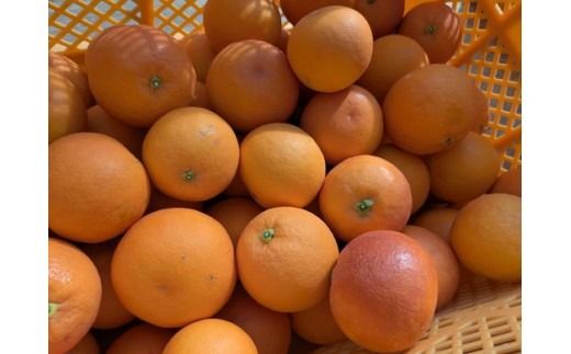 美浜町産ブラッドオレンジタロッコ　オーナー制度