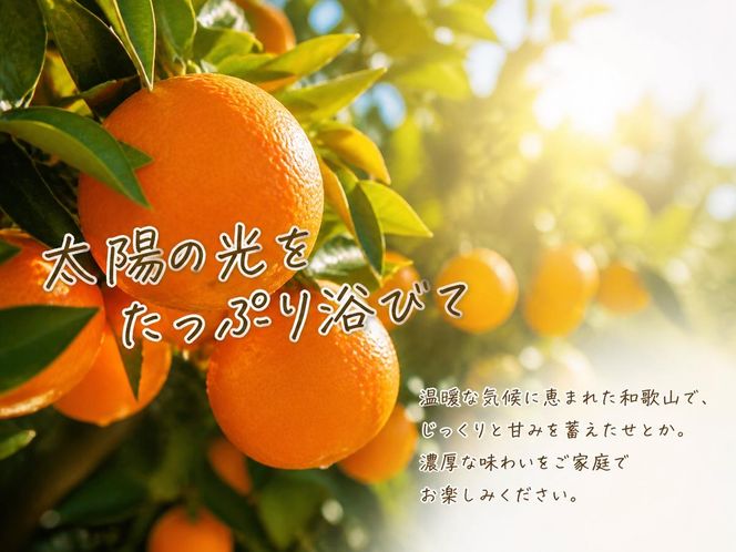 とろける食感!ジューシー柑橘 せとか 約3kg 【家庭用 訳あり】｜みかん ミカン 柑橘 果物 くだもの フルーツ せとか 甘い 先行予約 国産 産地直送 人気 美浜町