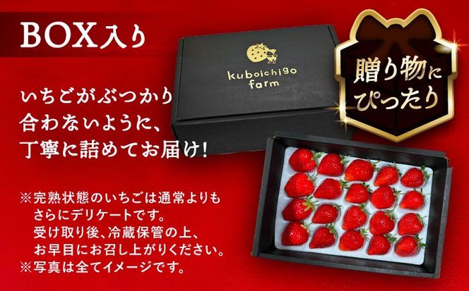 【先行予約】 ＼毎年12月より順次発送／ やよい姫 20粒 果物 いちご フルーツ 愛西市 / くぼ苺農園 【配達不可：北海道・沖縄・離島】[AECJ013]