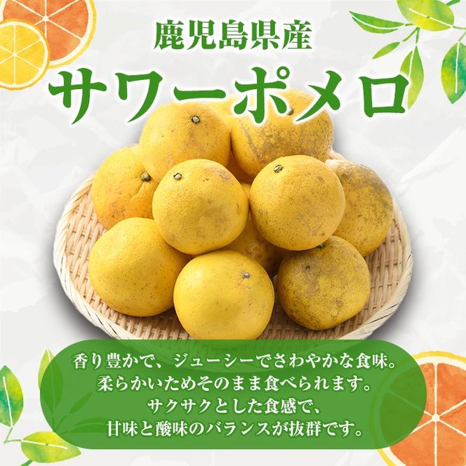 訳ありサワーポメロ(約15kg) 国産 果物 フルーツ 柑橘 甘味 酸味 デザート おやつ【松永青果】akn053-44