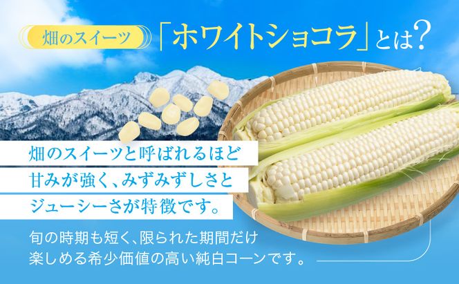 【2026年7月発送】富良野産 ホワイトコーン『ホワイトショコラ』BIG 2Lサイズ10本 とうもろこし