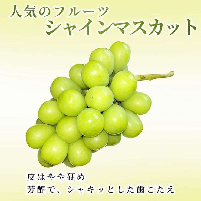 【2026年発送】志賀高原の麓で育った シャインマスカット 3～5房 約2kg ※お届け日時指定不可 ぶどう フルーツ 果物 デザート 長野県 長野