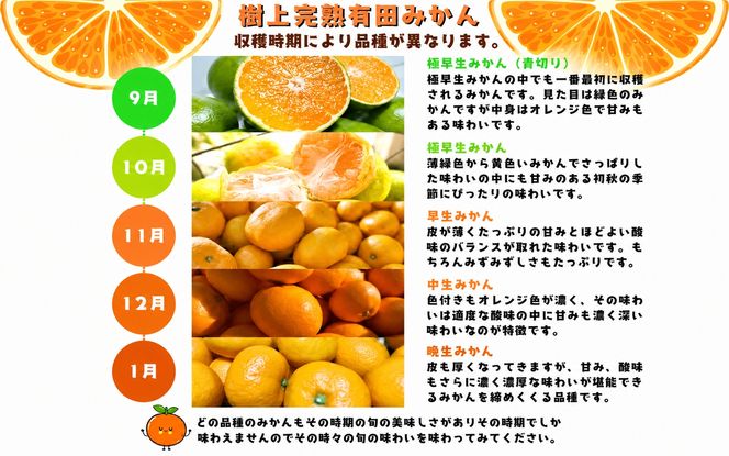 【12月発送】有田育ちの完熟有田みかん 家庭用 サイズ混合(2S～2L)　約5.2kg(5kg+200g)(傷み補償分) 【ard186D-12】