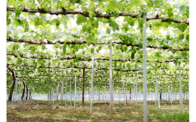 ※2026年の予約です！※【産地直送】フルーツ王国岡山シャインマスカットの娘マイハート入り！ぶどう１.２kg詰め合わせ / 岡山 真庭 マイハート 瀬戸ジャイアンツ サニードルチェ マスカット 食べ比べ 葡萄 ブドウ ぶどう 贈答 新鮮 果物 フルーツ 人気 数量限定 ギフト ぶどう専門 林ファミリー (2026年9月下旬～発送予定) 【hfbd003-01】