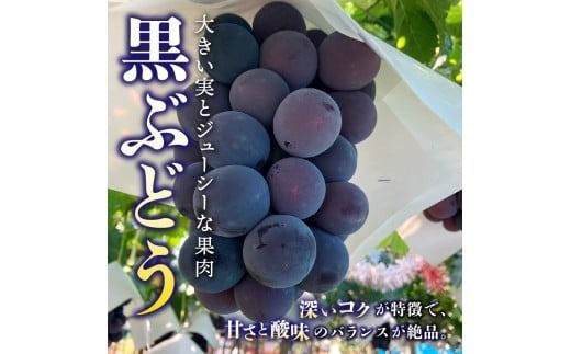 【2026年発送】ジューシーで甘さ抜群 シャインマスカットと黒ぶどうセット(1kg以上) マスカット ぶどう 果物 フルーツ 旬 高級 2026年 山梨 富士吉田