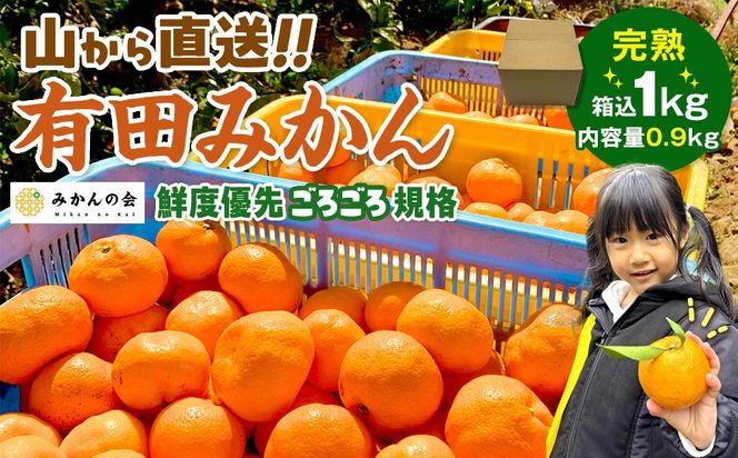 みかん 山から直送 箱込 約1kg(内容量約 0.9kg) サイズミックス 和歌山県産 産地直送 家庭用［2025年11月中旬より2026年1月中旬頃順次出荷予定］［みかんの会］AX386