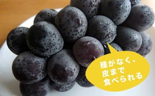 高級ぶどう味比べ詰合せ ナガノパープル ＆ シャインマスカット 約2kg 3～4房 ［小布施屋］ 果物 フルーツ ぶどう 葡萄 詰め合わせ セット 食べ比べ 令和7年産【2025年9月中旬～10月発送】 ［C-1］
