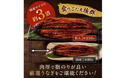 【3回定期便】うなぎ蒲焼き500g以上(250g以上×2尾)【魚住商店】_HB0223 うなぎ 鰻 蒲焼 真空パック 福岡県宗像市 宗像市 福岡 宗像
