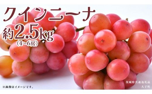 クインニーナ 約2.5kg (4～6房) 【2026年8月下旬発送開始】(茨城県共通返礼品：大子町) ぶどう 葡萄 ブドウ 果物 フルーツ 果実