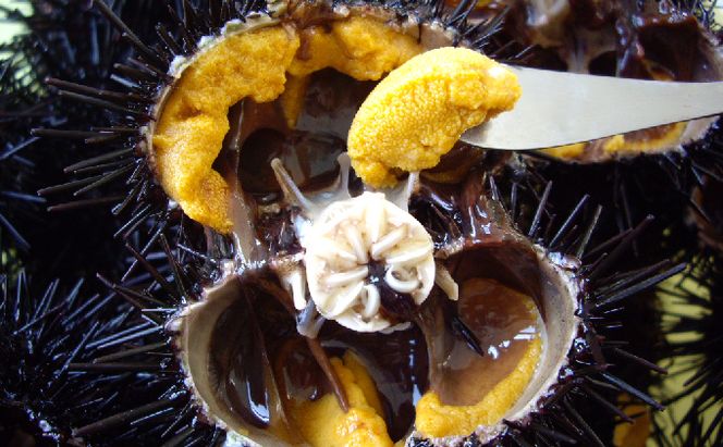 北海道 礼文島産 新鮮生うに キタムラサキウニ 80g×5パック［野崎水産］【 うに ウニ 雲丹 生うに ムラサキウニ 素材本来の味 海鮮 うに丼 甘み 産地直送 】