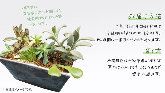 寄せ植え 多肉植物 デラックス 【 半年に1回お届け（全2回お届け）】 植物 観葉植物 インテリア 多肉 定期便 [BG042us]
