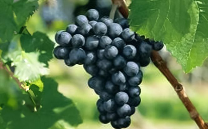 ワイン サッポロ グランポレール 余市 ツヴァイゲルトレーベ 赤ワイン 750ml 3本 セット 岡山 ワイナリー ぶどう お酒 酒 アルコール