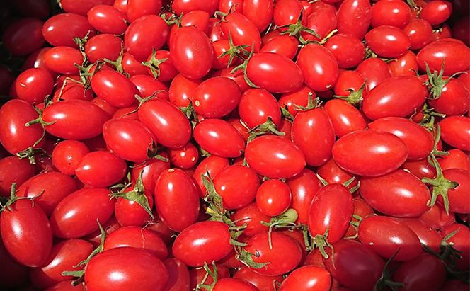 8月発送開始[先行受付] 超完熟ミニトマト【アイコ】2kg（1kg×2箱）栽培期間中 農薬・除草剤不使用 サイズ混載 トマト ミニトマト アイコ 野菜 北海道 仁木町 [アイコファーム] 