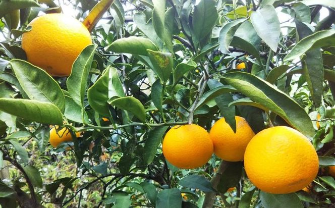 愛媛県産 果汁100％みかんジュース2本入りセット（清見・ナダオレンジ） IKTC011 